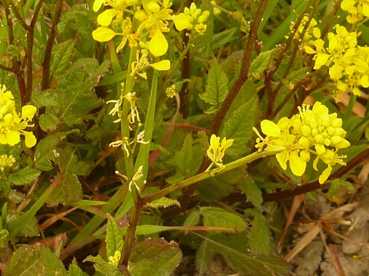 Sinapis arvensis (Brassicaceae)